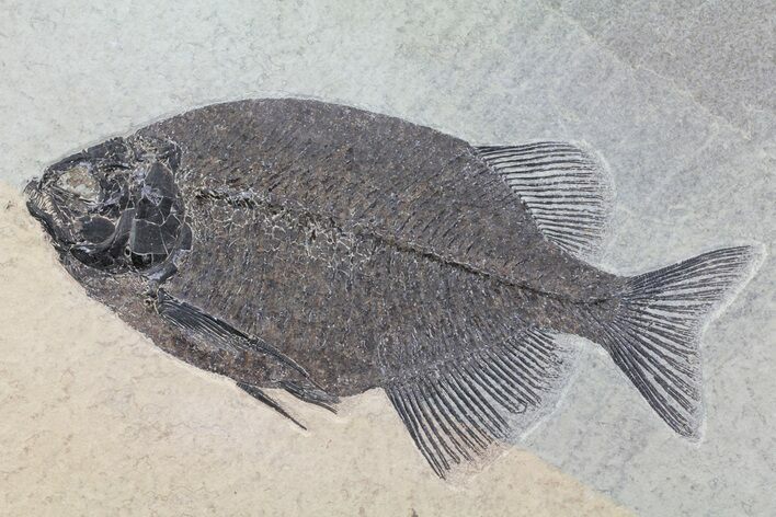 Fossil Fish (Phareodus) From Wyoming - Excellent Specimen #78627